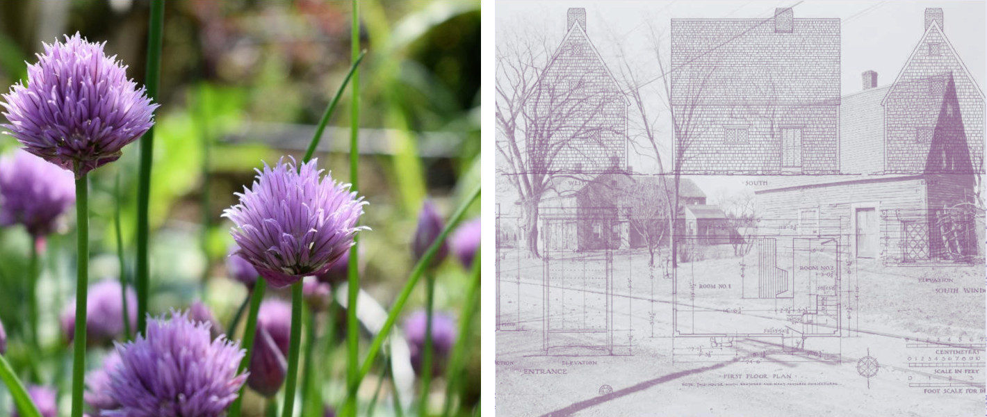 image of flower in field, decorative image of architectural house